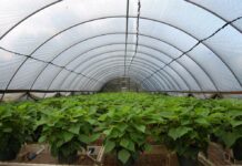 Как правильно использовать тепличную пленку?