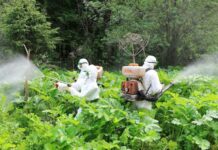 Способы уничтожения борщевика