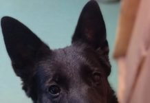 При поддержке Федерального агентства по делам молодёжи (Росмолодёжь) будет создан фильм-пособие «Зоопатруль»