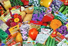 Семена в интернет-магазине OZON по выгодным ценам