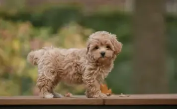 Мальтипу F1: особенности породы и уход за щенком