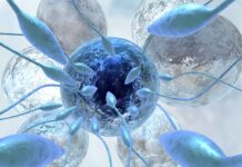 Преимущества заморозки яйцеклеток и спермы